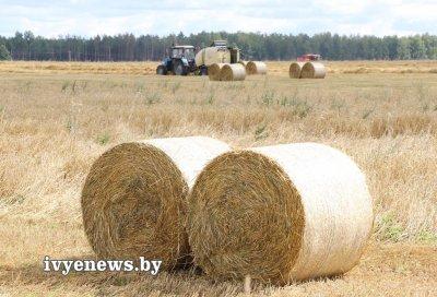 Новости с сельскохозяйственных полей: в КСУП «Баума» убрана почти четверть зерновых