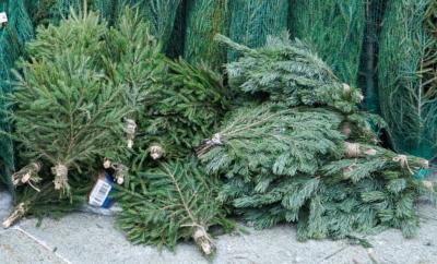 К утилизации новогодних елок приступили в Беларуси