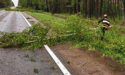 Последствия ветра в Гродненской области: падали деревья, электричество пропало в 36 населенных пунктах