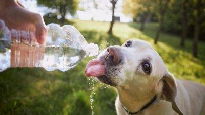 Как помочь собаке в жару? Советы кинолога