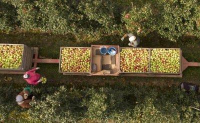 Рекордный урожай яблок собрали на Гродненщине в этом году