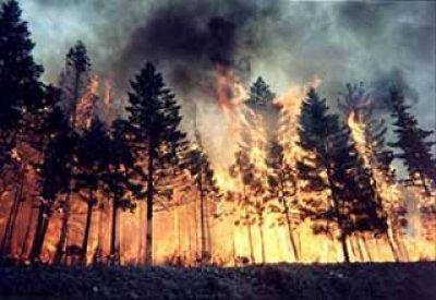 Лесной или торфяной пожар, зачастую, является виной человека. Какие правила необходимо соблюдать, чтобы не навредить природе и людям