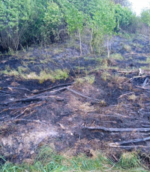 Из-за неосторожного обращения с огнем вблизи д.Грушенцы горел лес