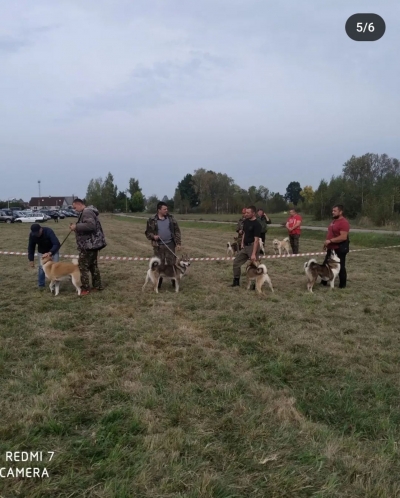 В Ивье прошла областная выставка охотничьих собак