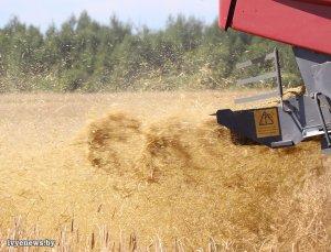 Урожай-2022: из общерайонного намолота зерна доля СУП «Лаздуны-Агро» составляет 43%
