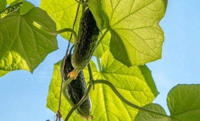 Почему усыхают листья огурцов. Ученый об удобрениях и паутинном клеще