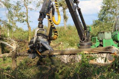 Минимализировать последствия стихии. Работники Ивьевского лесхоза помогают на уборке поврежденных участков леса