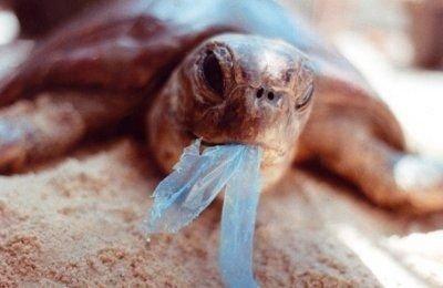 Почему морские животные не могут перестать есть пластик