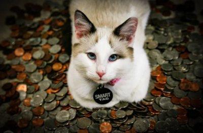 Пушистое состояние: самые дорогие породы кошек в мире