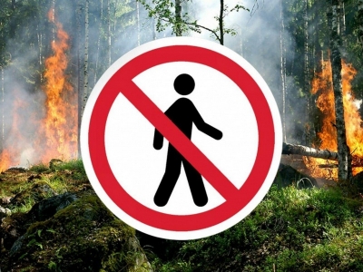 В лес лучше не ходить.  Лесхоз  просит граждан с пониманием относиться к запретам на посещение лесов в связи с пожароопасной обстановкой