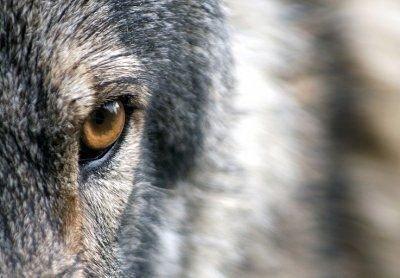Особо опасный вид. Что происходит с популяцией волка в Беларуси
