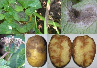 Попытка победить фитофтороз. Как грамотно построить процесс выращивания картофеля
