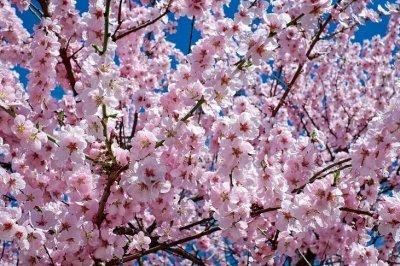 Символ весны: в Японии началось цветение сакуры