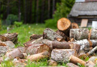 Если хочешь заготовить дрова сам. Установленный порядок получения участка лесного фонда