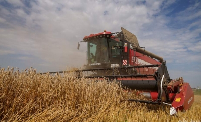 В Беларуси собрано 94% зерновых колосовых, зернобобовых и около 90% рапса