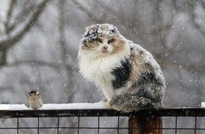 Дождь и мокрый снег ожидаются в Беларуси сегодня