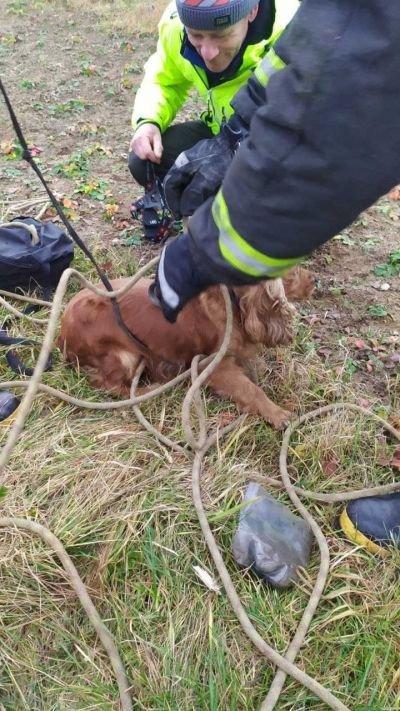 В г. Ивье спасатели вытащили из технического колодца сразу двух собак