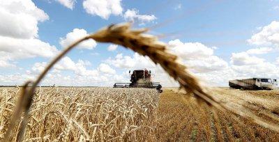 Белорусские аграрии убрали около трети площадей зерновых