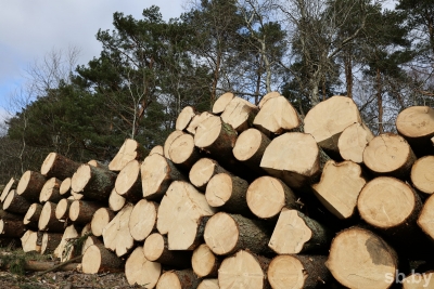 Минлесхоз: дошкольные лесничества до конца года появятся в каждом лесхозе Беларуси