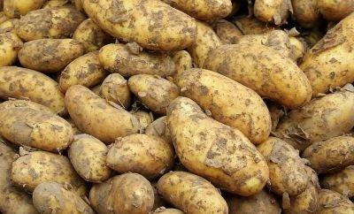 Сохранить картофель до весны: как защитить урожай от болезней и вредителей?