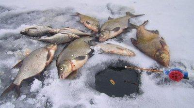 Поможем рыбе дышать!  В случае обнаружения гибели рыбы либо ранних предзаморных явлений обращайтесь в Лидскую МРИ