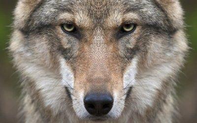 Волки загрызли собаку. Местные жители опасаются нападений на людей