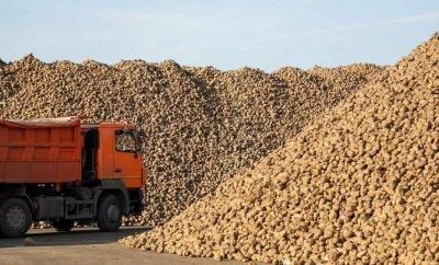 В Беларуси завершилась уборка сахарной свеклы - урожай составил 4 млн 275 тыс. тонн