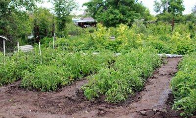 Как защитить помидоры и вырастить полезную зелень