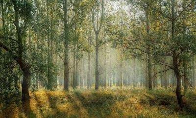 Запреты и ограничения на посещение лесов действуют в трех районах Гродненской области