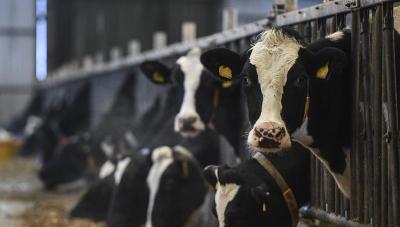 Госконтроль: «Горячая линия» по зимне-стойловому содержанию скота на животноводческих объектах