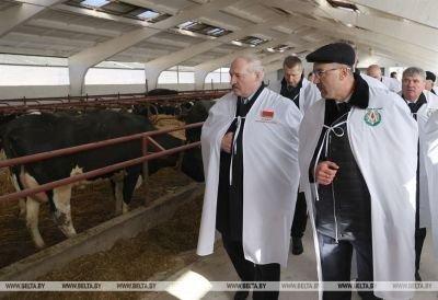 О важности &quot;не обижать крестьян&quot; и трех &quot;К&quot; - Лукашенко посетил сельхозпредприятие под Гродно с минским уровнем зарплат