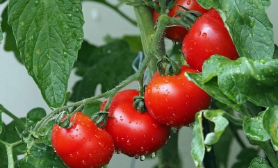 Эксперт назвала основные правила полива томатов