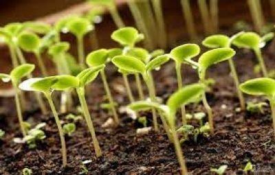 С заботой об урожае. Ивьевский районный исполнительный комитет принял решение об организации районного соревнования в отрасли растениеводства на 2021 год