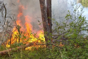 Как предотвратить лесные и торфяные пожары? Рекомендации от спасателя