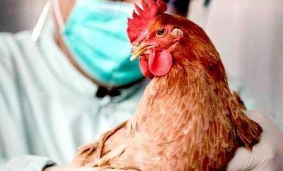 Дела хозяйские. Как защитить домашних животных от птичьего гриппа и африканской чумы свиней