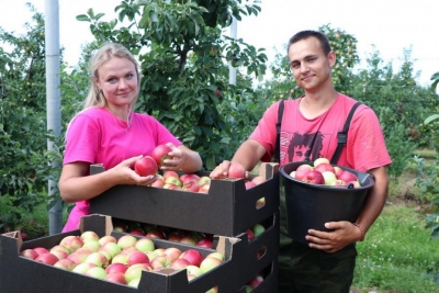 Почти 1,2 тыс. тонн яблок уже собрали в садах Гродненского института растениеводства