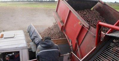В Беларуси убрали картофель почти с 20% площадей