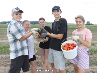 Бойцы студенческого отряда «Молодость» помогают убирать помидоры в фермерском хозяйстве