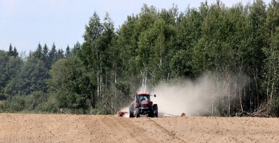 Озимый рапс на зерно в Беларуси посеян на 97% запланированных площадей