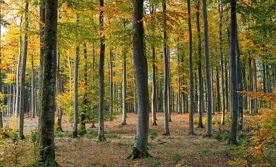 Акция &quot;Чистый лес&quot; пройдет в Беларуси 9 октября