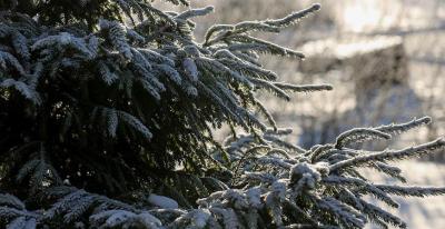 Оранжевый уровень опасности из-за сильного ветра объявлен в Беларуси на 14 февраля