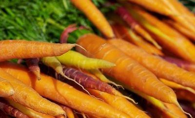 Качественный урожай: как правильно сажать морковь под зиму