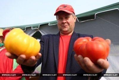 Приглашаем! Выставка-продажа помидорной продукции пройдет в Ивье 18 августа