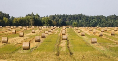 Зерновые колосовые и зернобобовые культуры в Беларуси убраны на 97% площадей