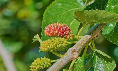 Королевская ягода: как собирают шелковицу и что из нее готовят