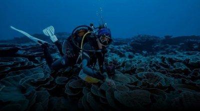 Один из крупнейших коралловых рифов обнаружили возле берегов Таити
