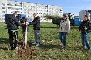 Новые деревца появились на улицах и в парках нашего города